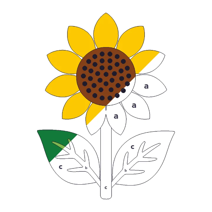 Sunflower color by letter color by number page, half colored to show the finished picture
